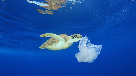 La WWF alerte sur une croissance de la pollution plastique de 40% d'ici 2030 