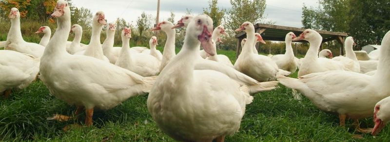 Grippe aviaire. Les restaurateurs face à une pénurie de canard