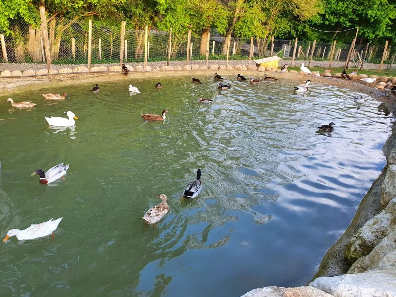 Le bassin aux oiseaux