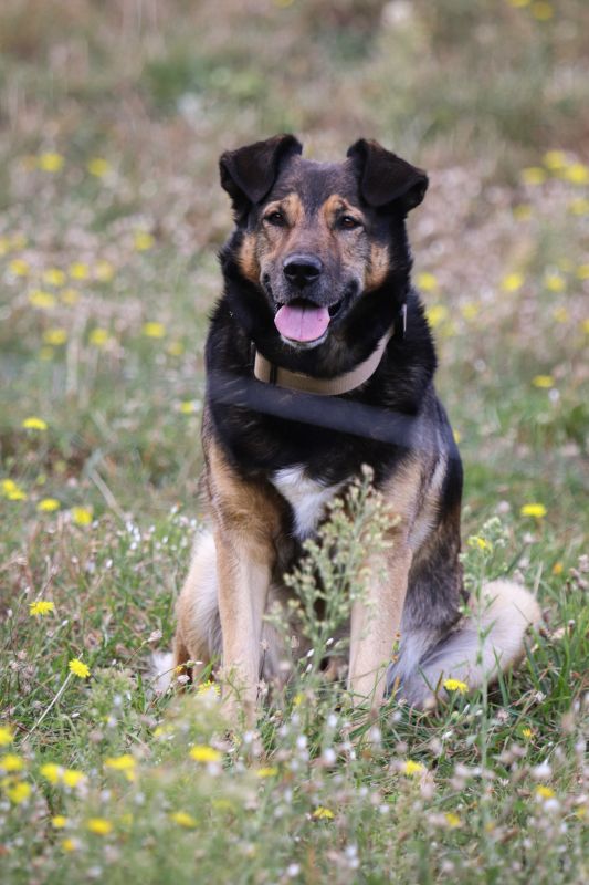 Prendre soin de son chien